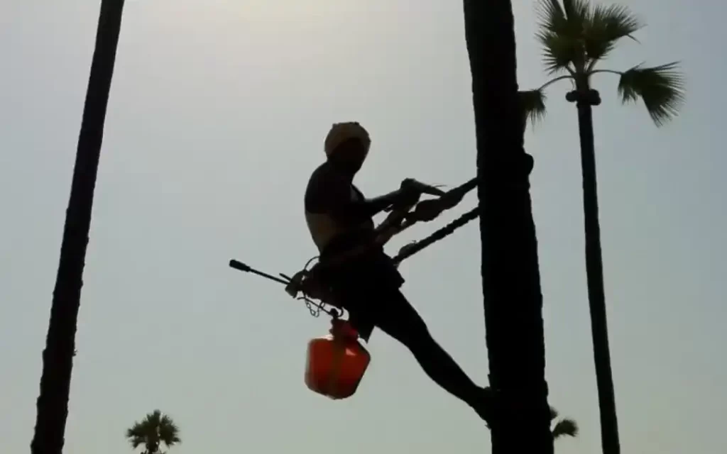 Neera good for health, and farmers’ wealth, if govt permits