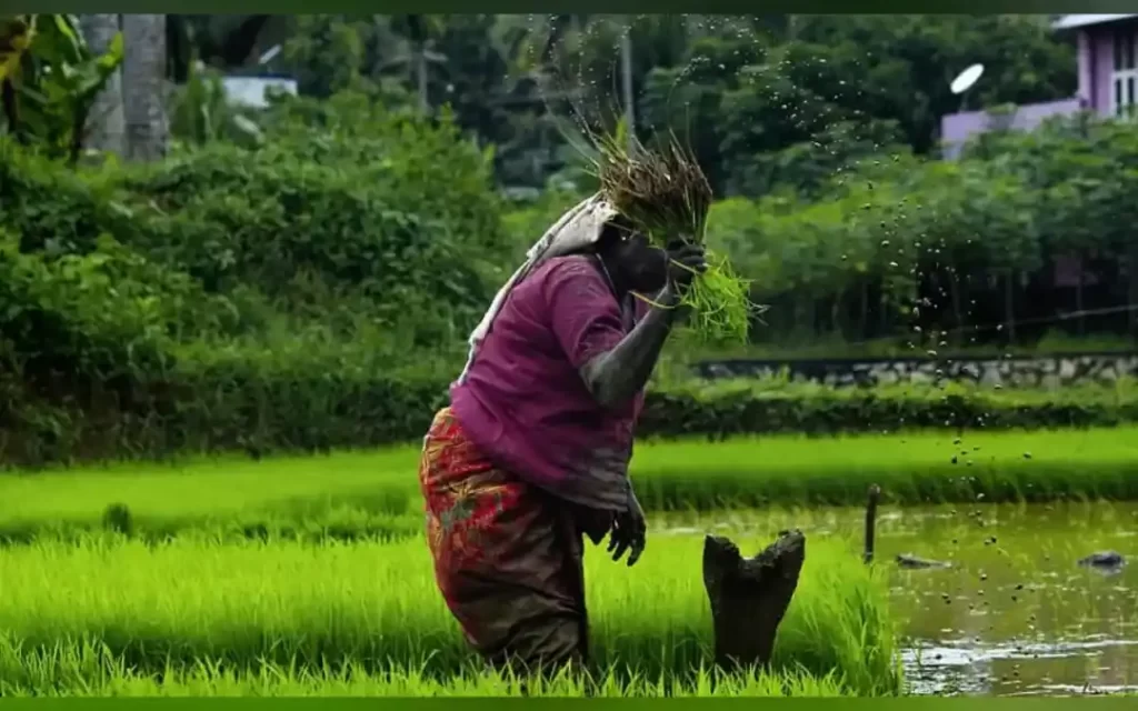 TN Organic Farming Policy lacks vision and action plans