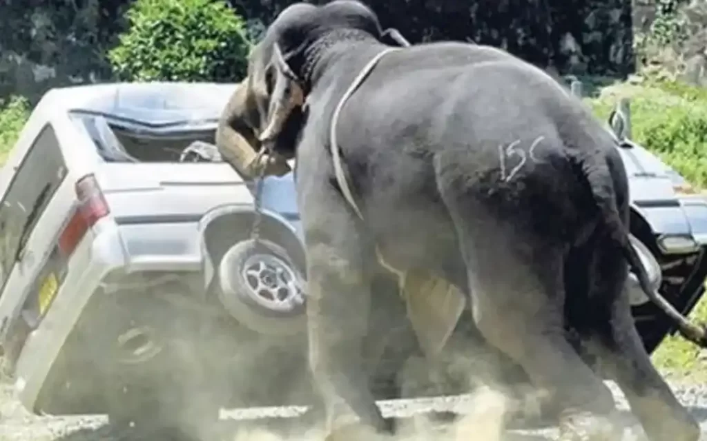 Man-animal conflict: Why culling may work well