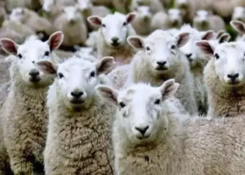 Another Caste Count for…? 